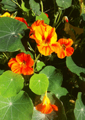 Capucines orange dans un jardin luxuriant